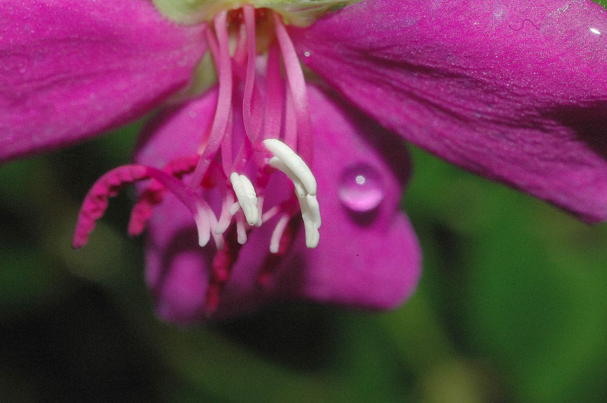 Melastomataceae Heterocentron elegans