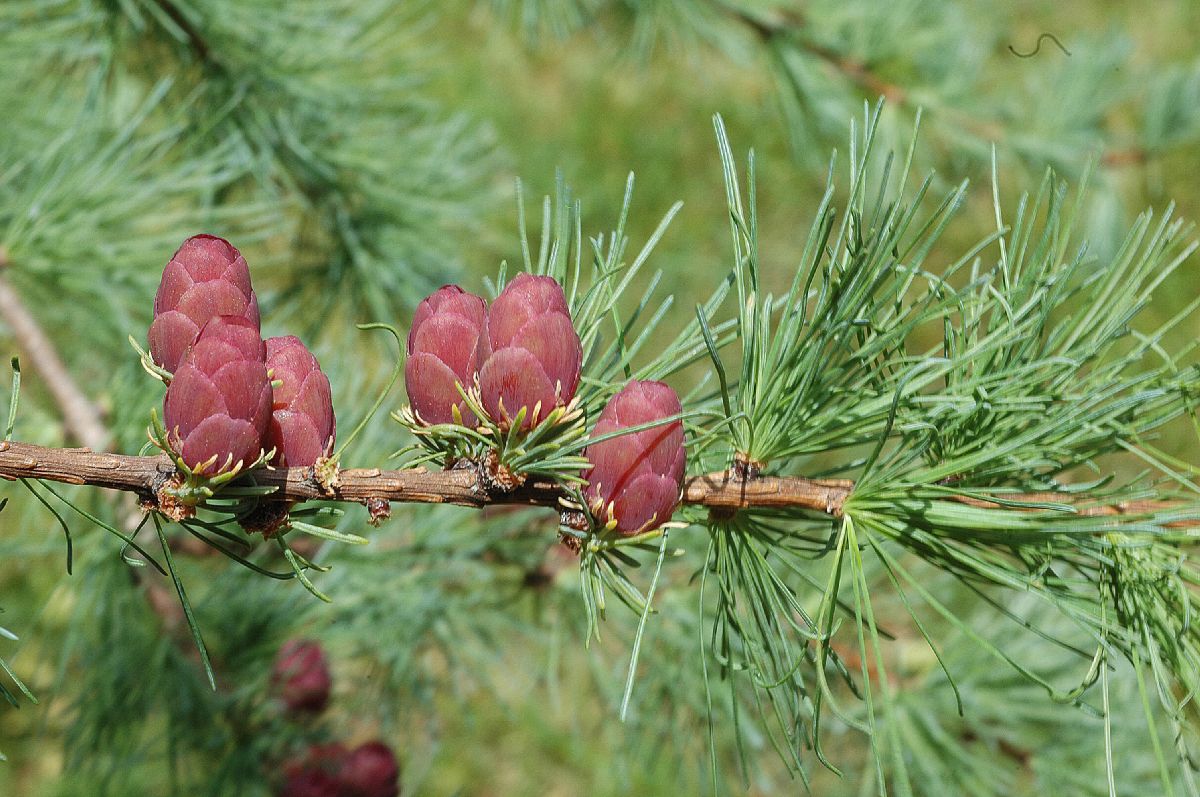 Pinaceae Larix laricina