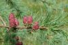 image of Larix laricina