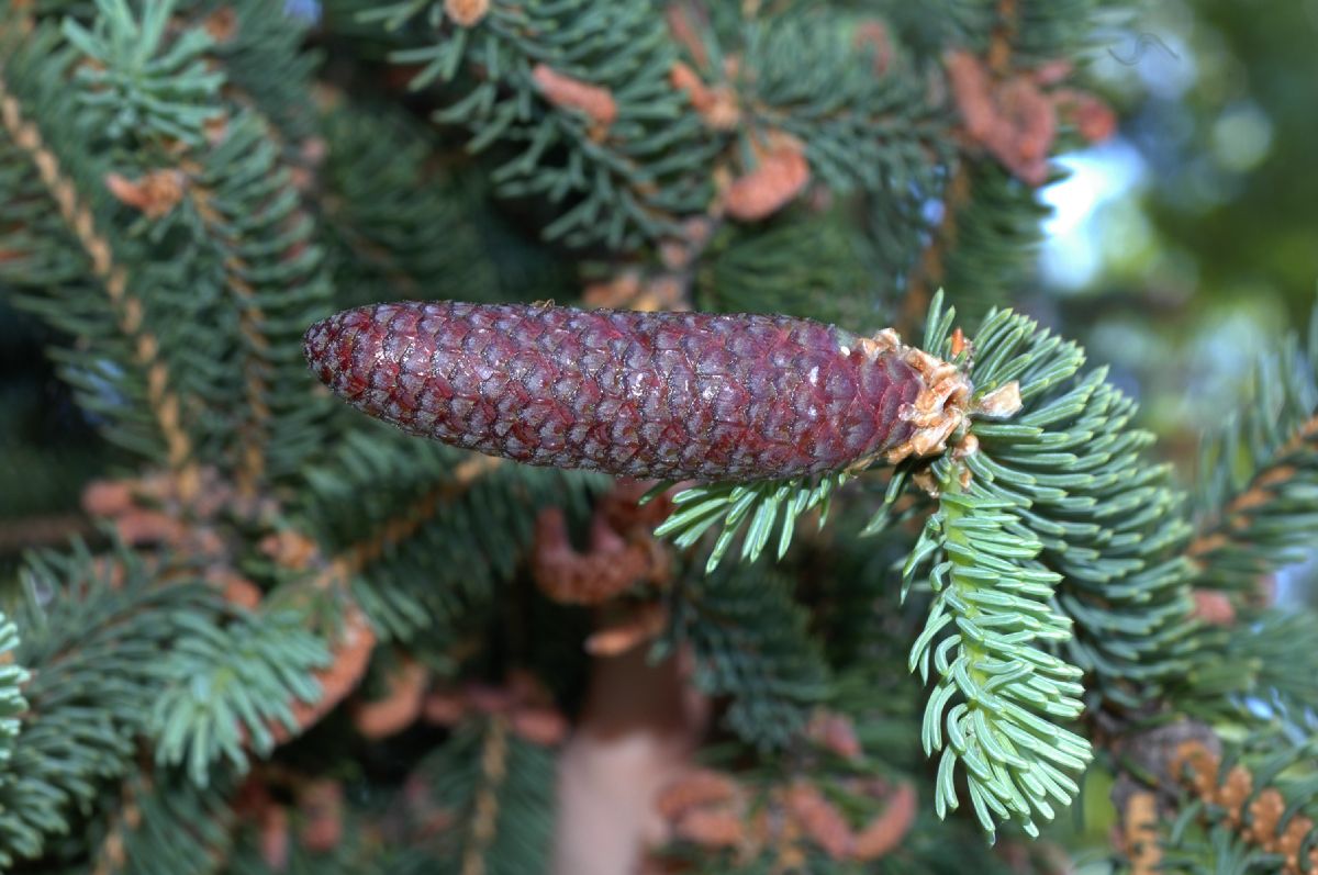 Pinaceae Picea asperata