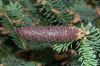 image of Picea asperata