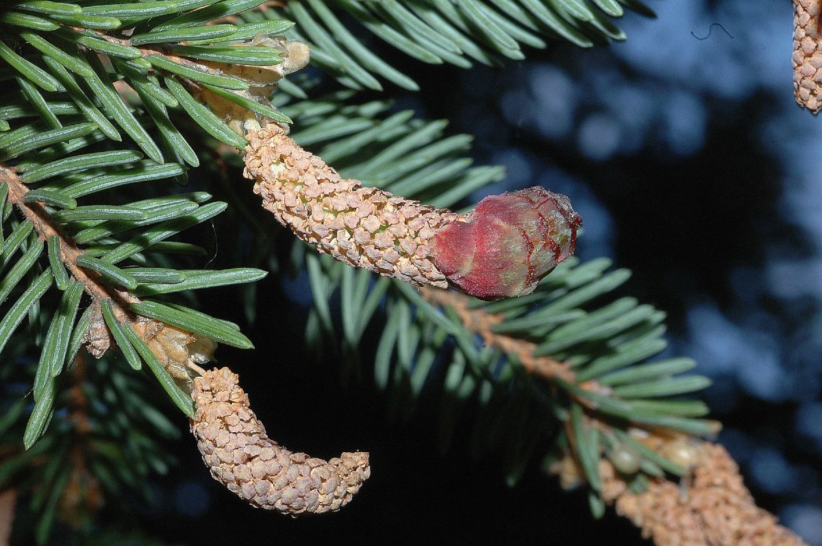 Pinaceae Picea asperata