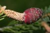 image of Picea asperata