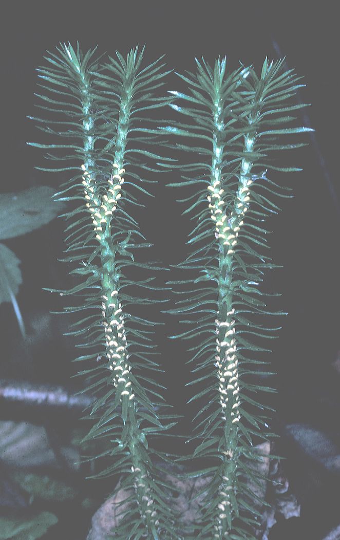 Lycopodiaceae Huperzia lucidula