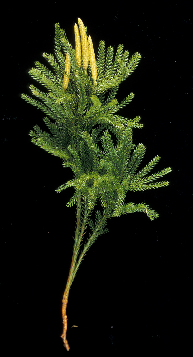 Lycopodiaceae Dendrolycopodium hickeyi