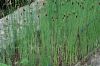 image of Typha minima