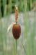 image of Typha minima
