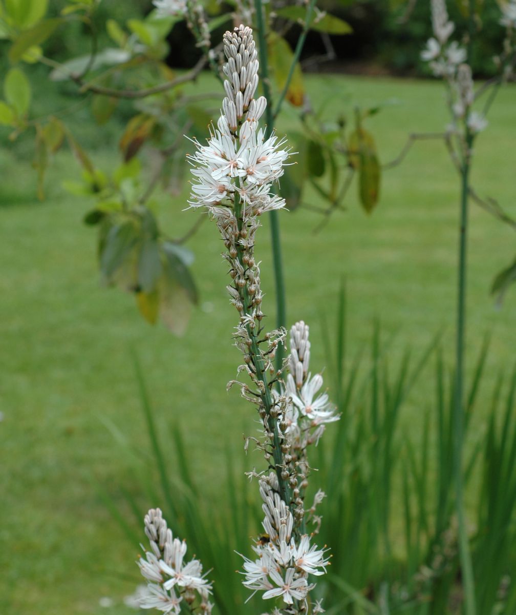 Asphodelaceae Asphodelus albus