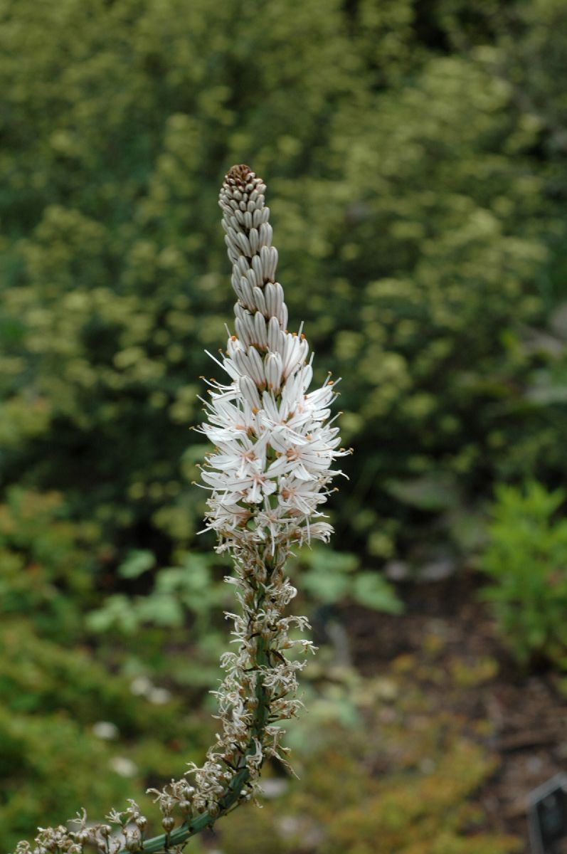 Asphodelaceae Asphodelus albus