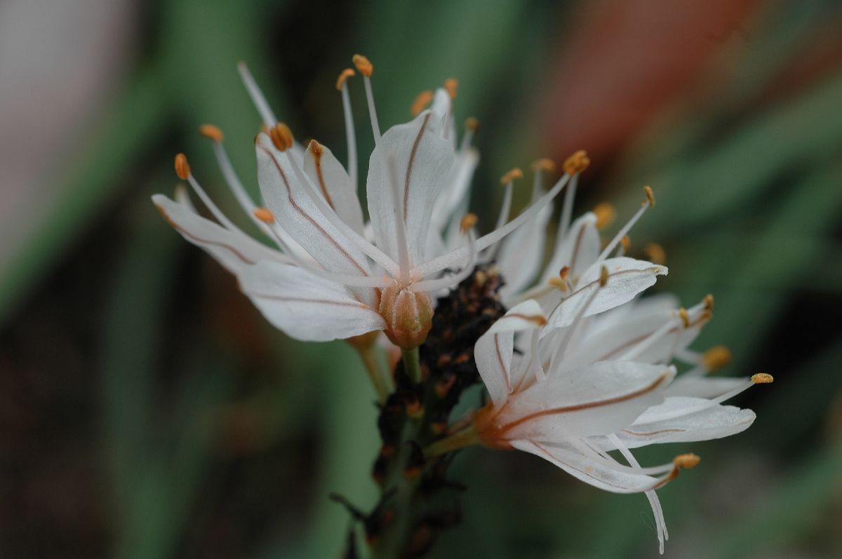 Asphodelaceae Asphodelus albus