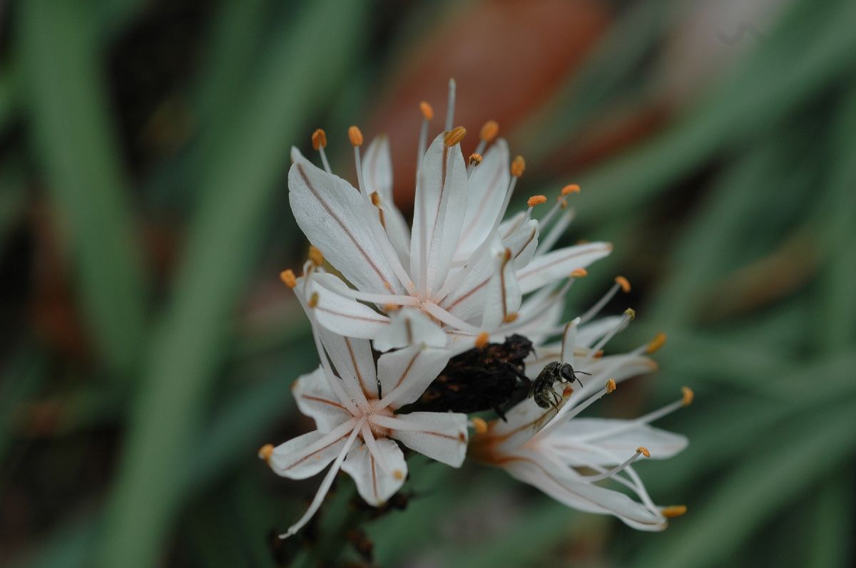 Asphodelaceae Asphodelus albus