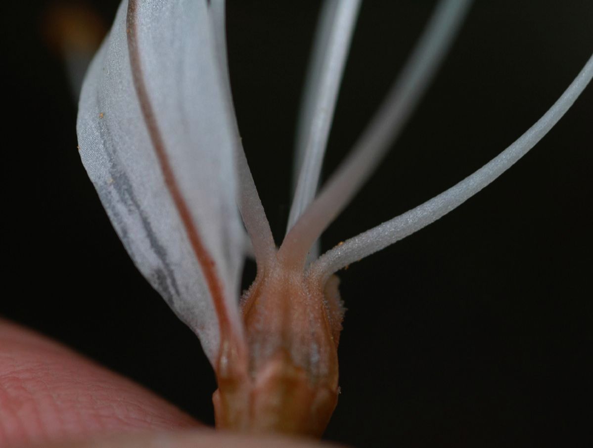 Asphodelaceae Asphodelus albus