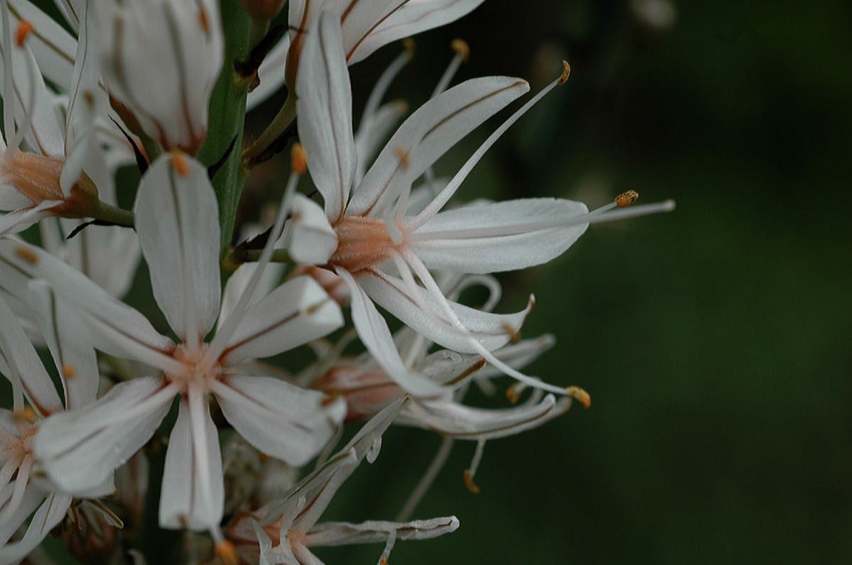 Asphodelaceae Asphodelus albus