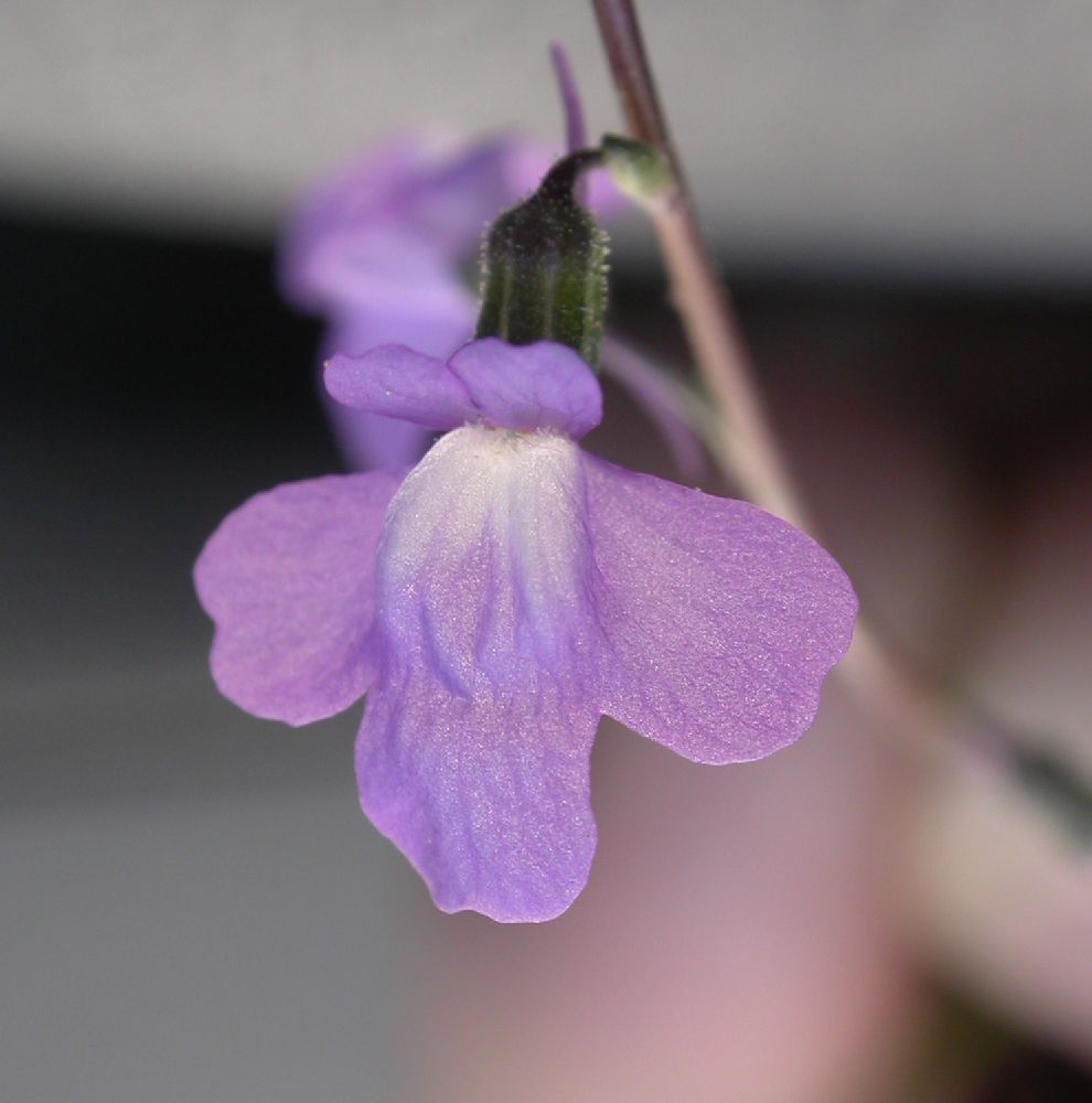 Campanulaceae Lobelia nuttallii