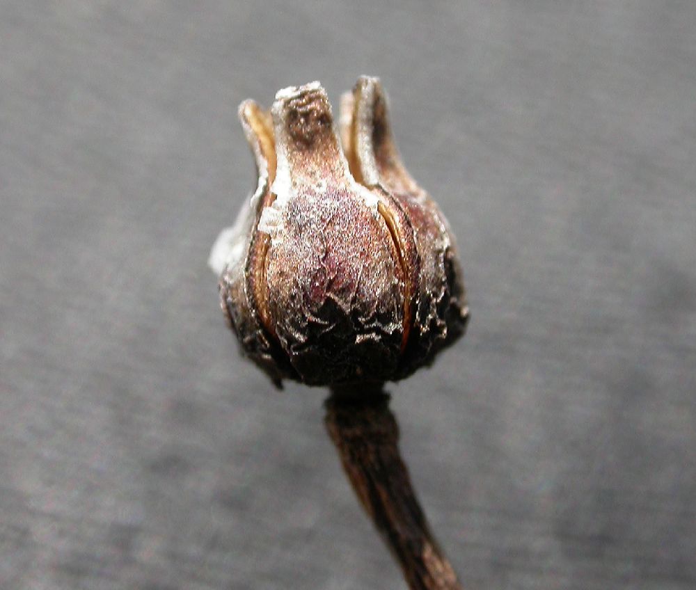 Ericaceae Kalmia polifolia