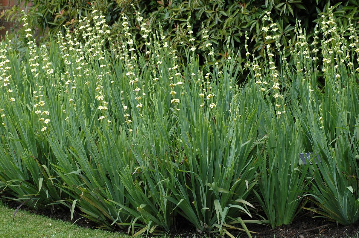 Iridaceae Sisyrinchium striatum