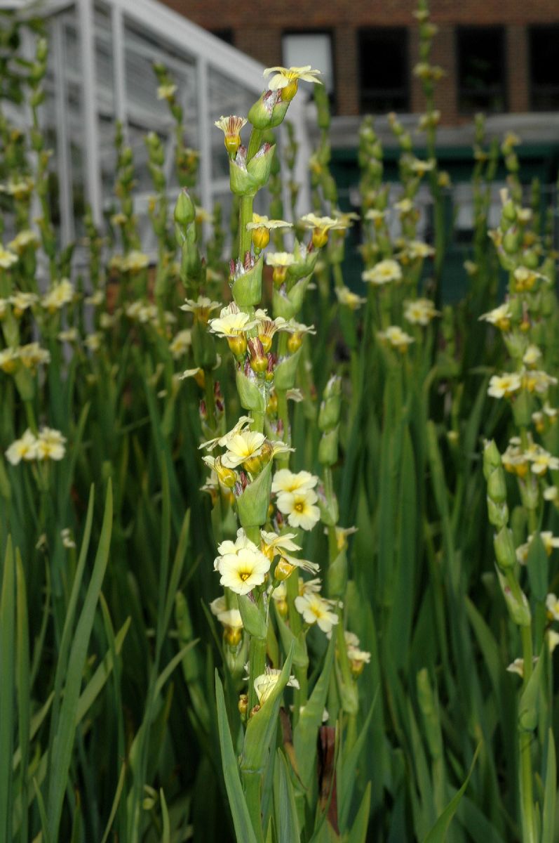 Iridaceae Sisyrinchium striatum