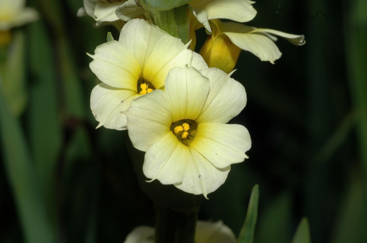 Iridaceae Sisyrinchium striatum