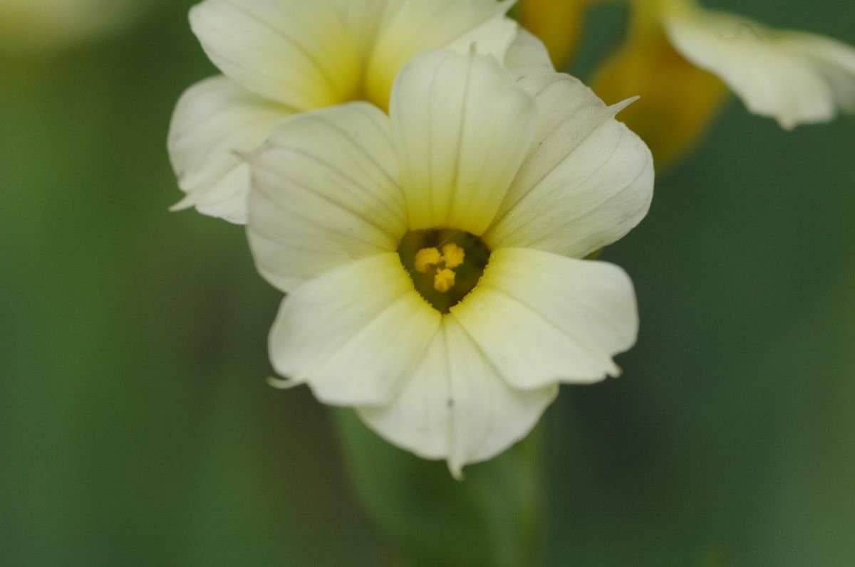 Iridaceae Sisyrinchium striatum