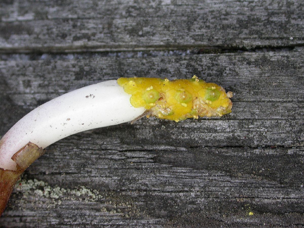 Araceae Orontium aquaticum