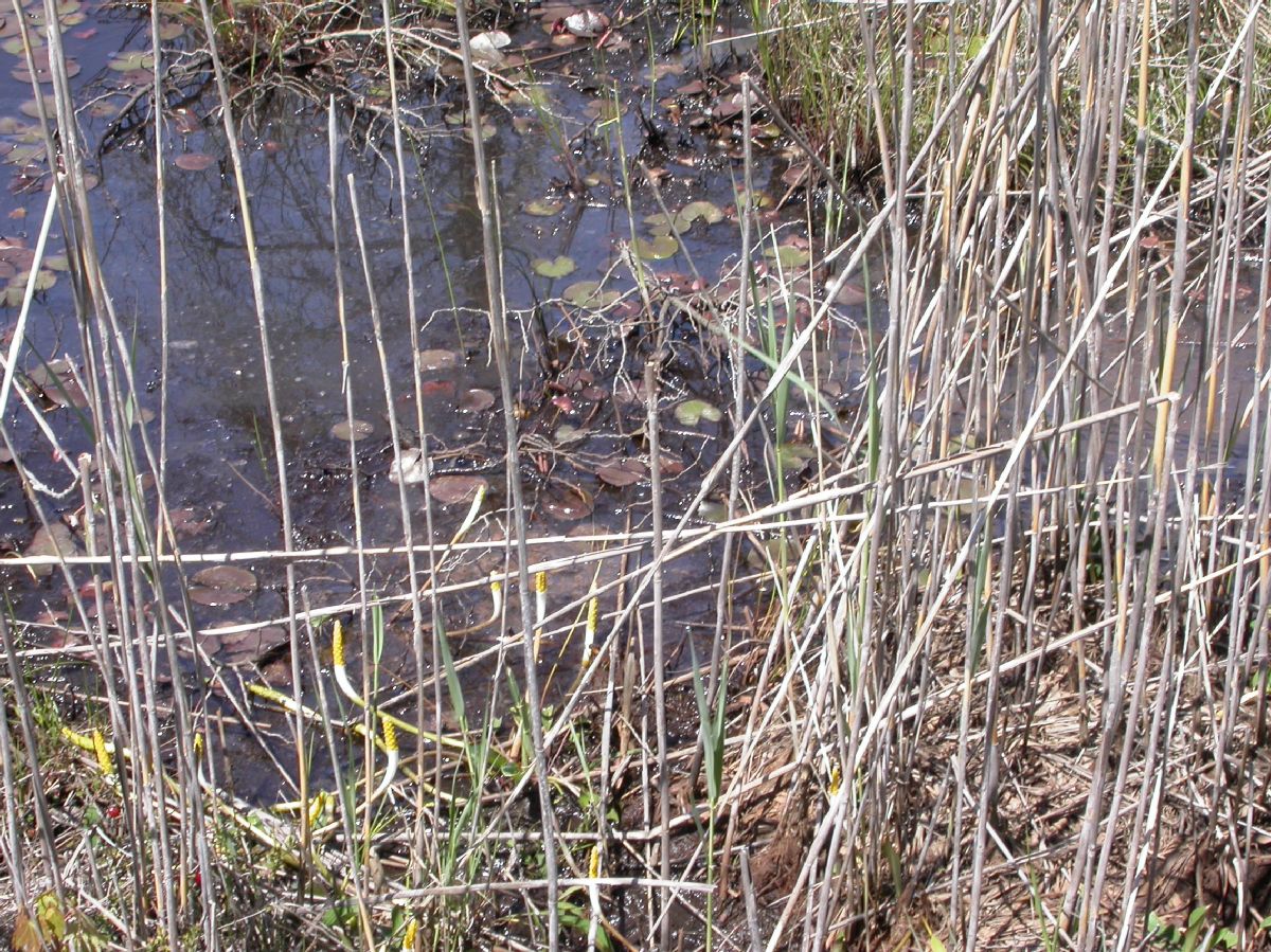 Araceae Orontium aquaticum
