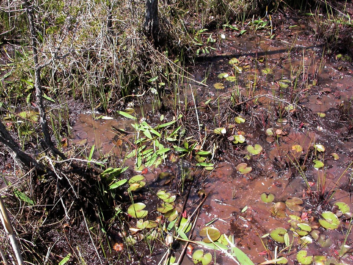 Araceae Orontium aquaticum