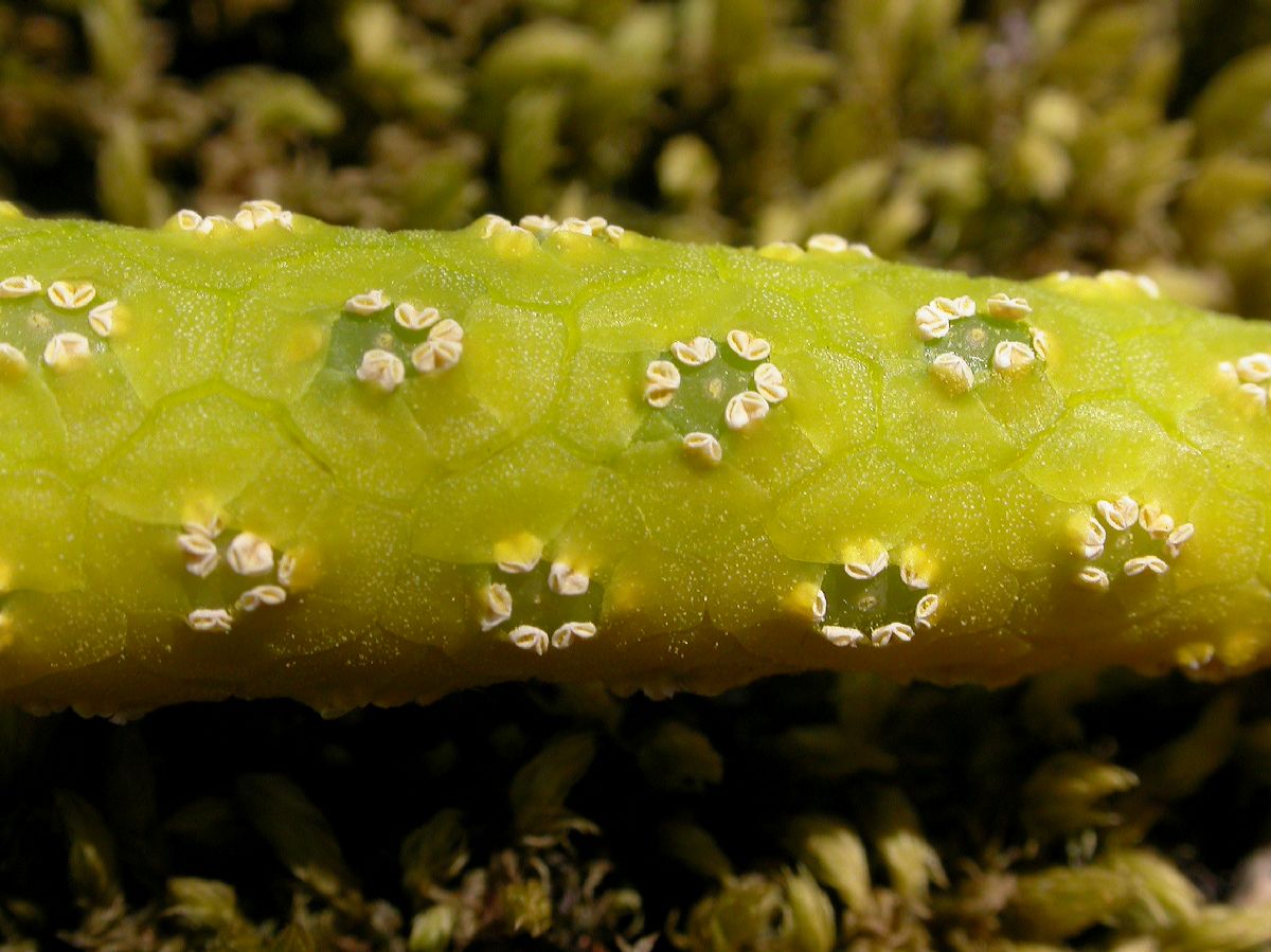 Araceae Orontium aquaticum