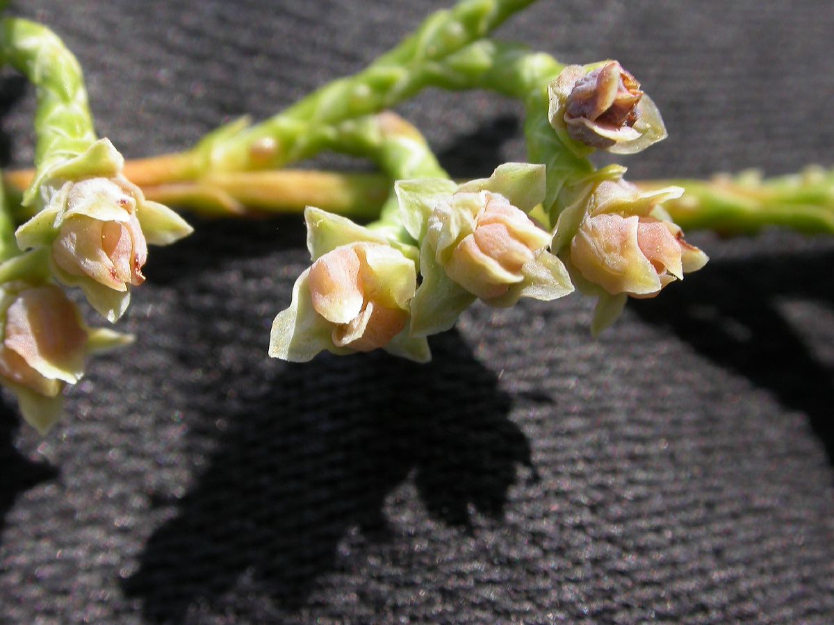 Cupressaceae Chamaecyparis thyoides