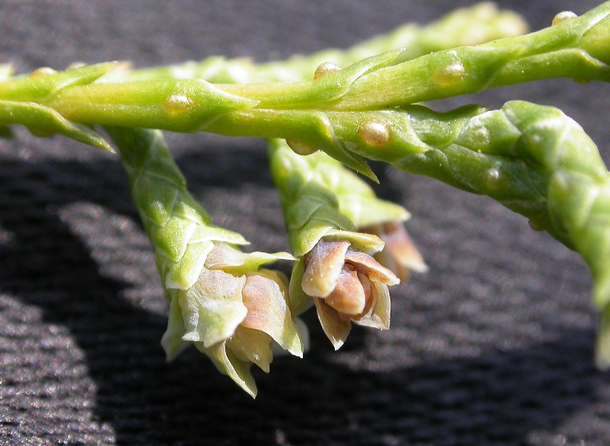 Cupressaceae Chamaecyparis thyoides