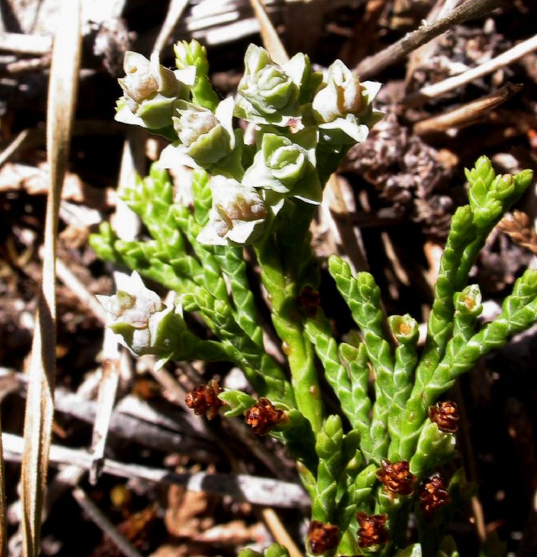 Cupressaceae Chamaecyparis thyoides