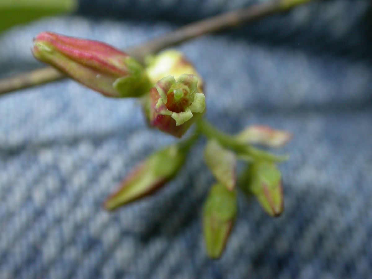 Ericaceae Vaccinium tenellum