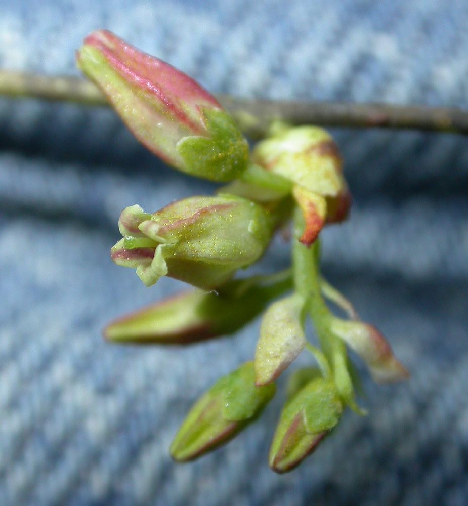 Ericaceae Vaccinium tenellum