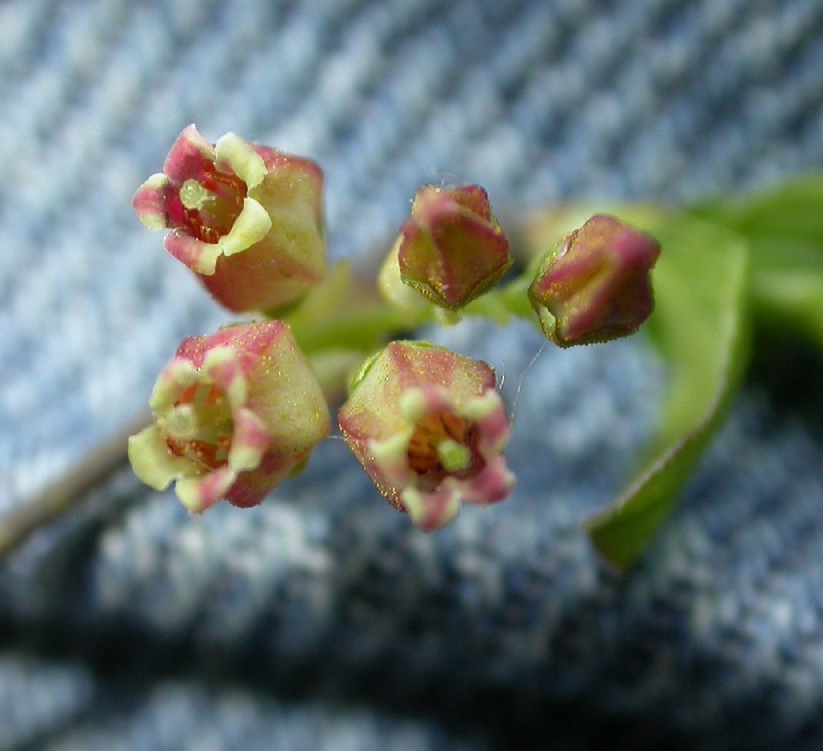 Ericaceae Vaccinium tenellum