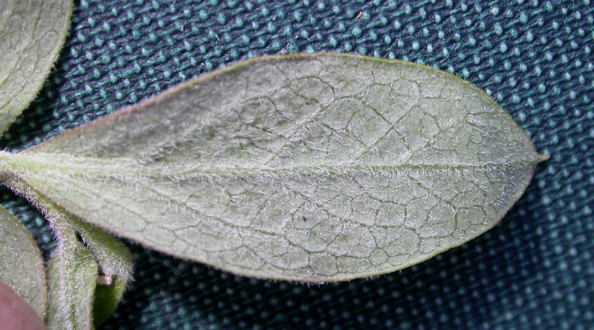 Ericaceae Vaccinium myrtilloides