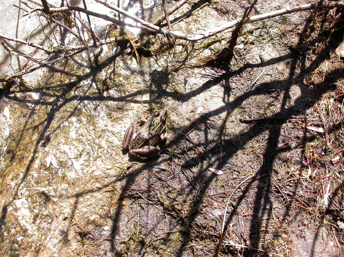 Ranidae Rana utricularia