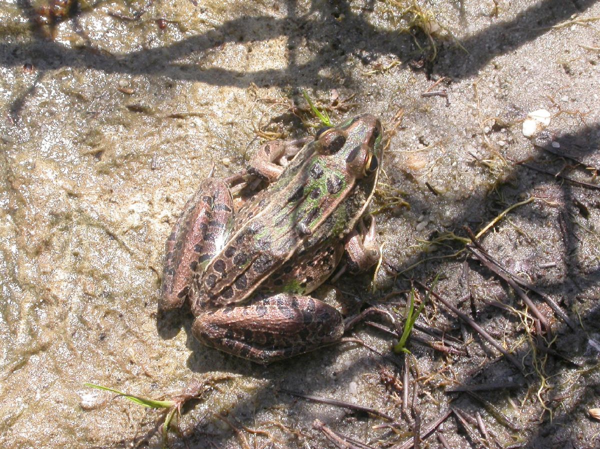 Ranidae Rana utricularia