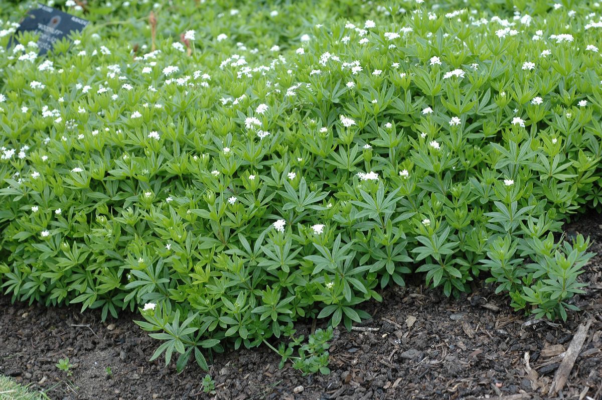 Rubiaceae Asperula odorata