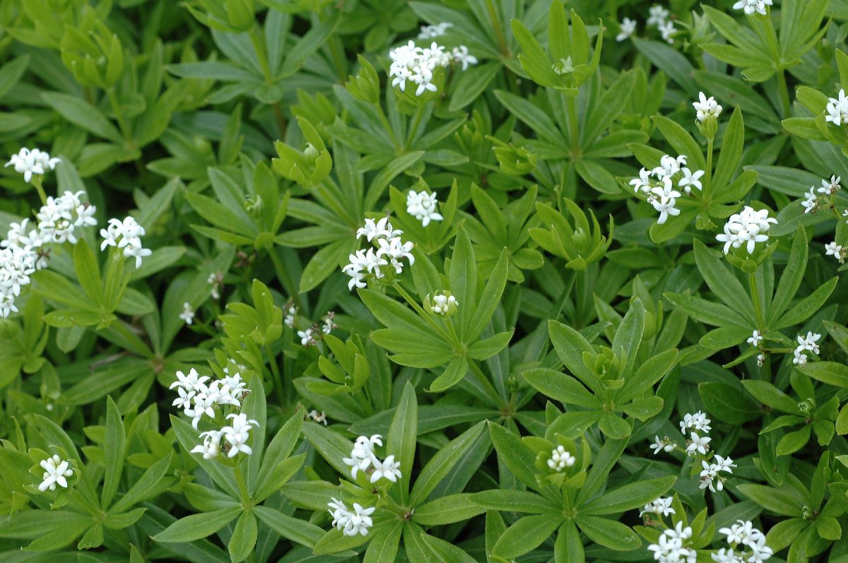 Rubiaceae Asperula odorata