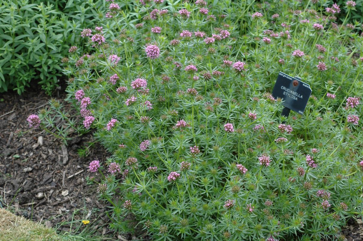 Rubiaceae Crucianella stylosa