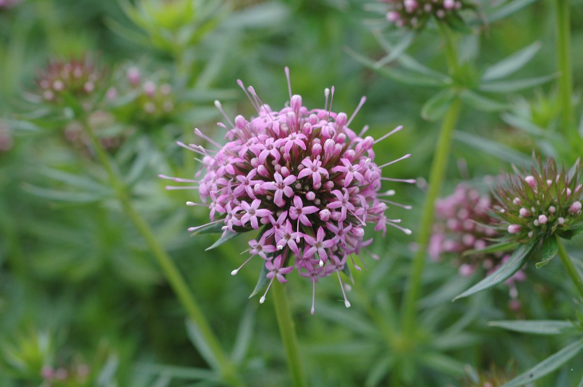 Rubiaceae Crucianella stylosa