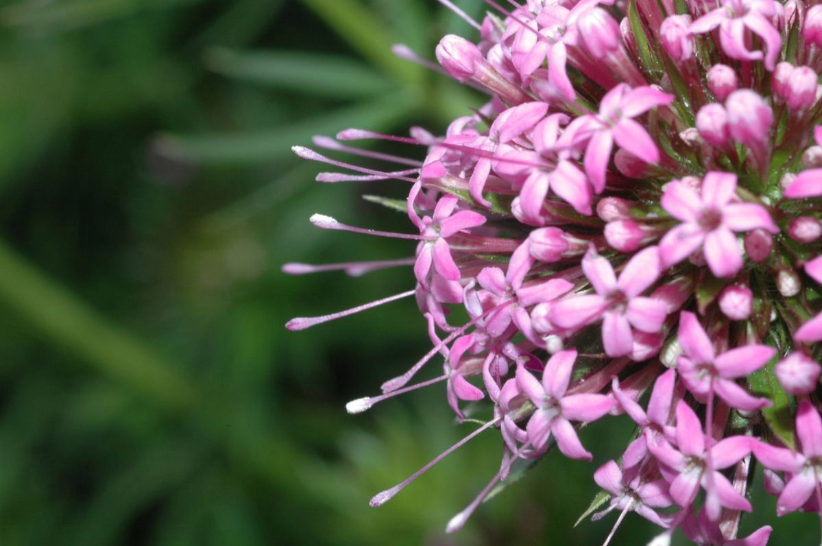 Rubiaceae Crucianella stylosa