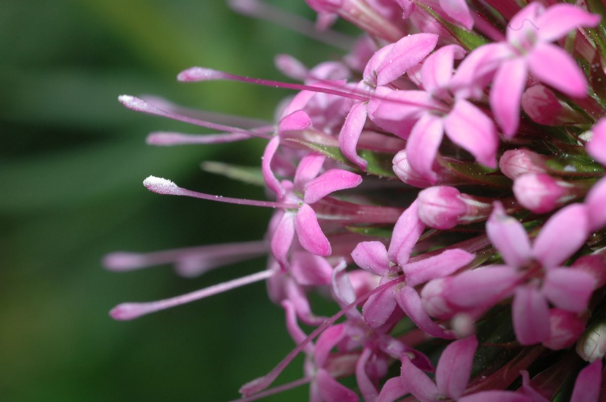 Rubiaceae Crucianella stylosa