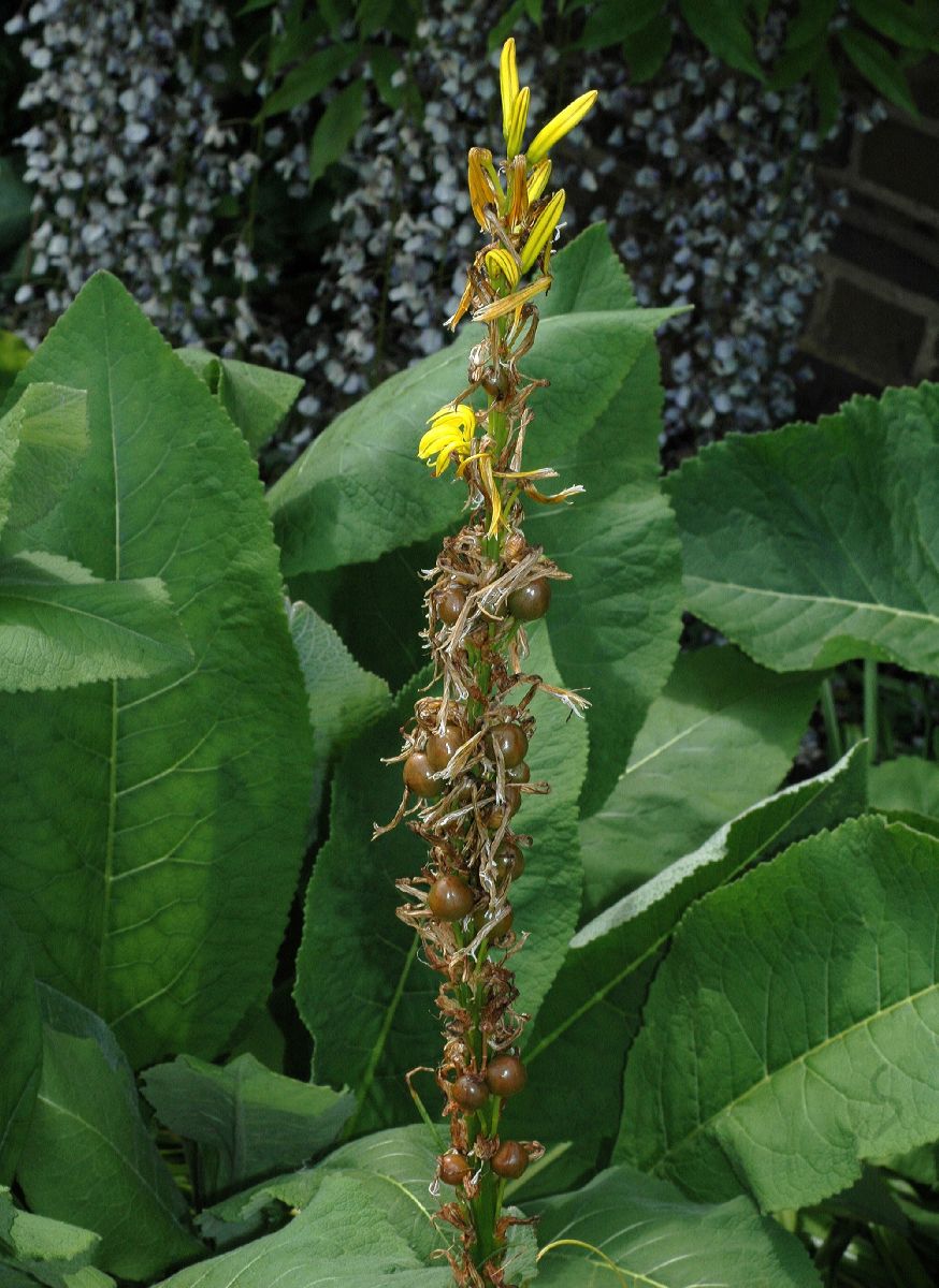 Asphodelaceae Asphodeline lutea