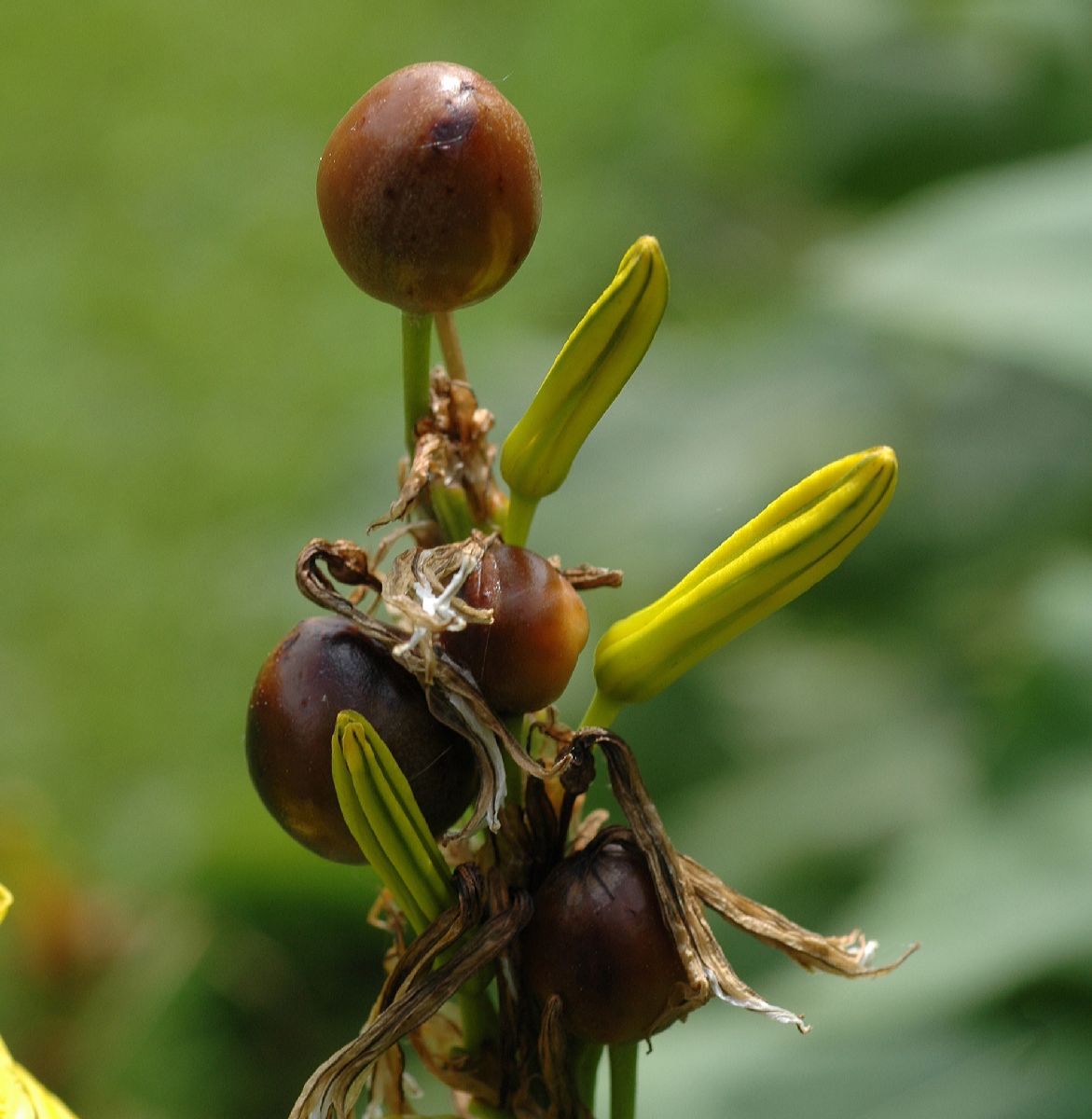 Asphodelaceae Asphodeline lutea