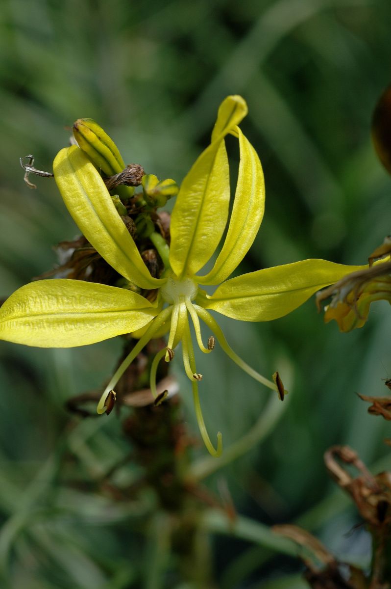 Asphodelaceae Asphodeline lutea