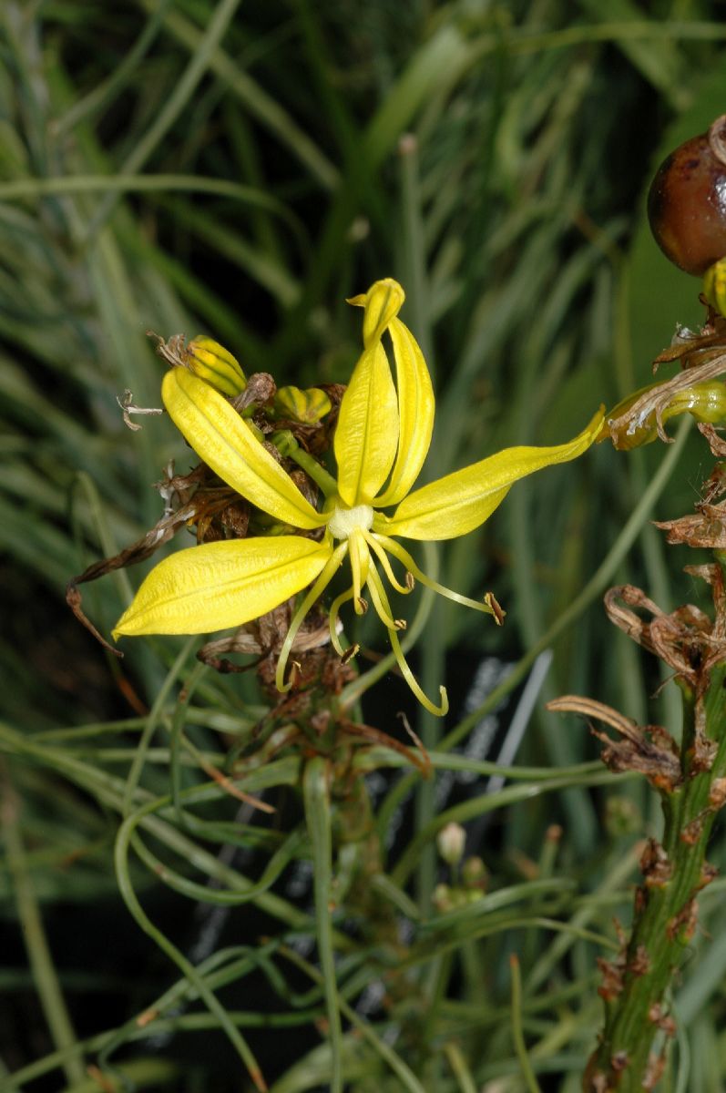 Asphodelaceae Asphodeline lutea