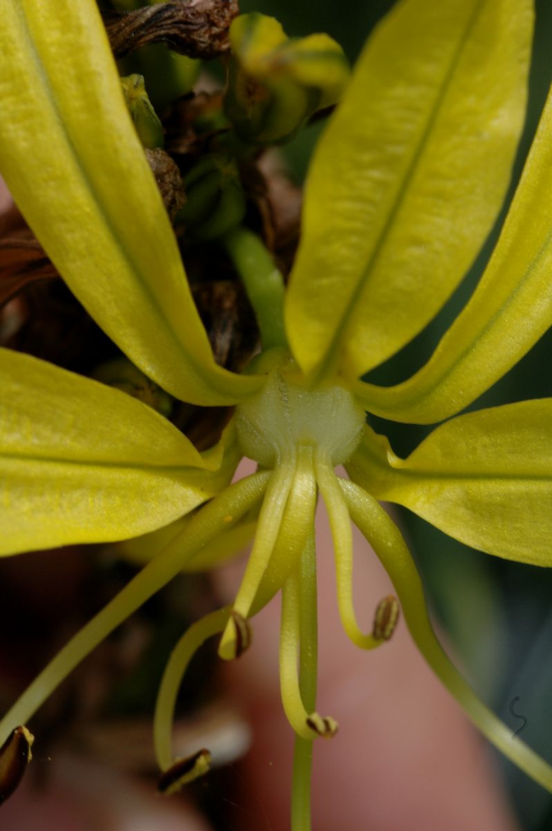 Asphodelaceae Asphodeline lutea