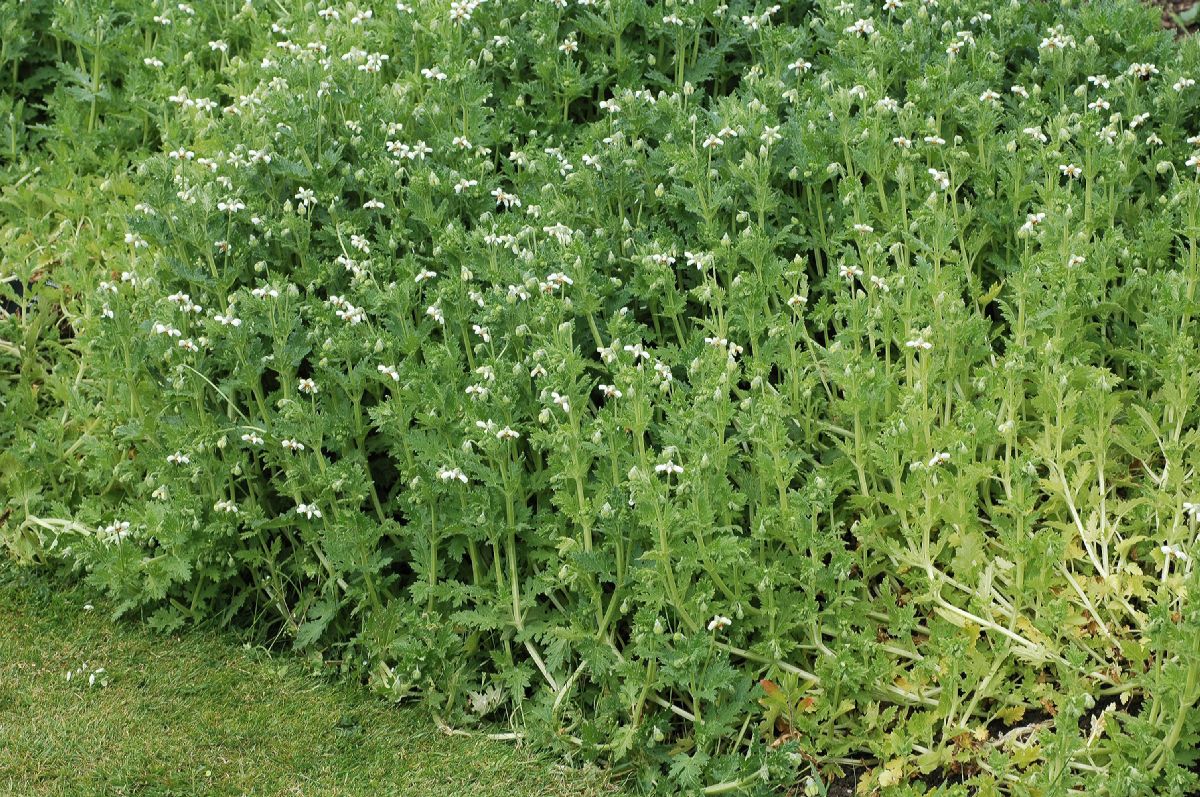 Loasaceae Loasa nana