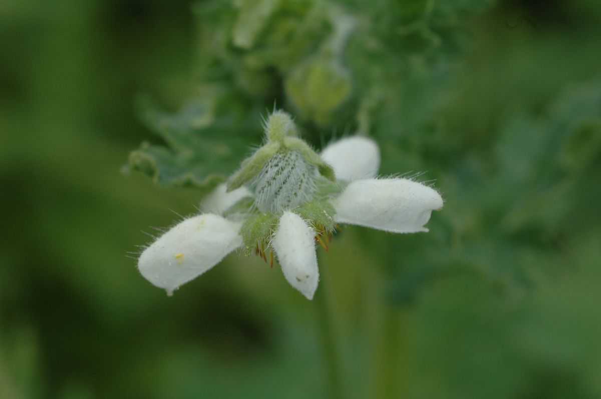 Loasaceae Loasa nana
