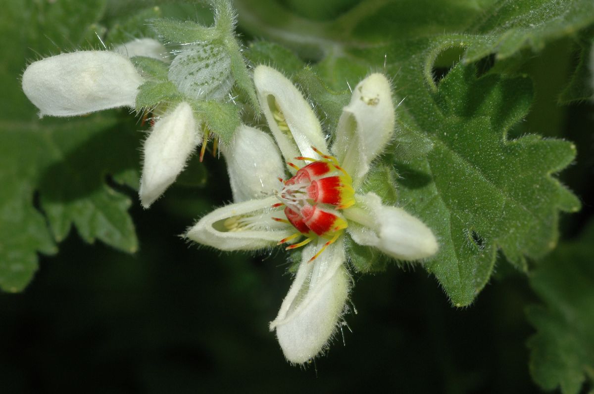 Loasaceae Loasa nana